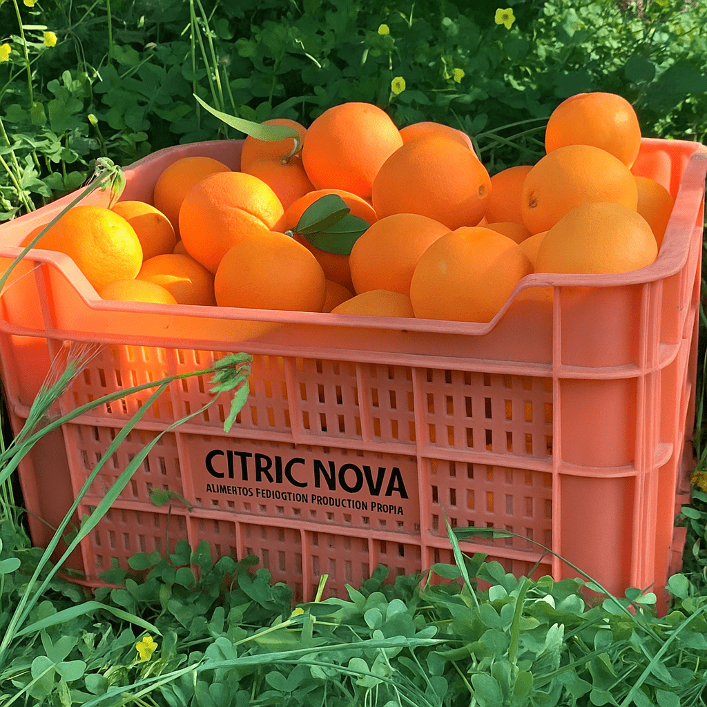 Caja 10 Kg Mandarinas Valencianas - Citric Nova