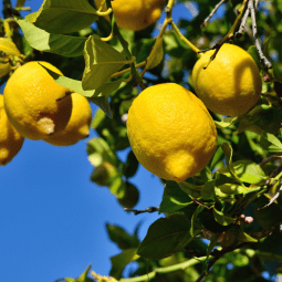 Caja 10 Kg Limones Valencianos - Citric Nova